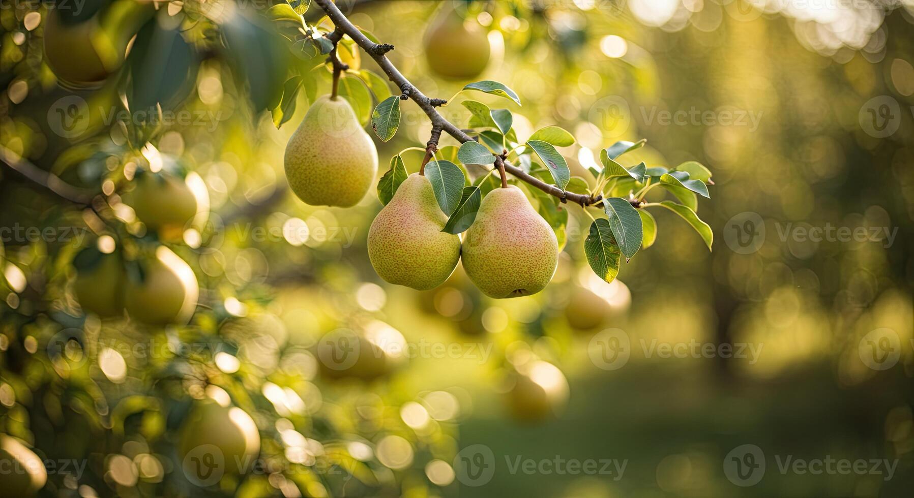 Close-up view of ripe pears hanging from a tree branch in a sunny orchard setting photo