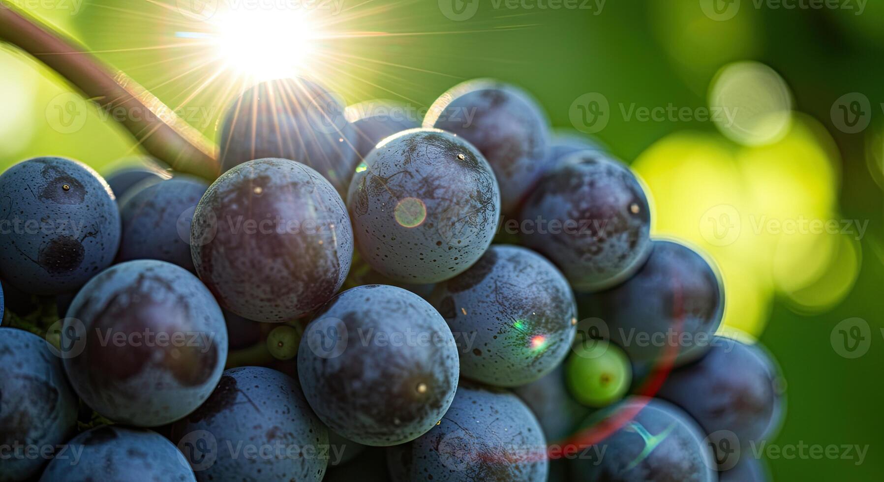 Macro shot of ripe grapes with sunburst effect and blurred green background in sunlight photo
