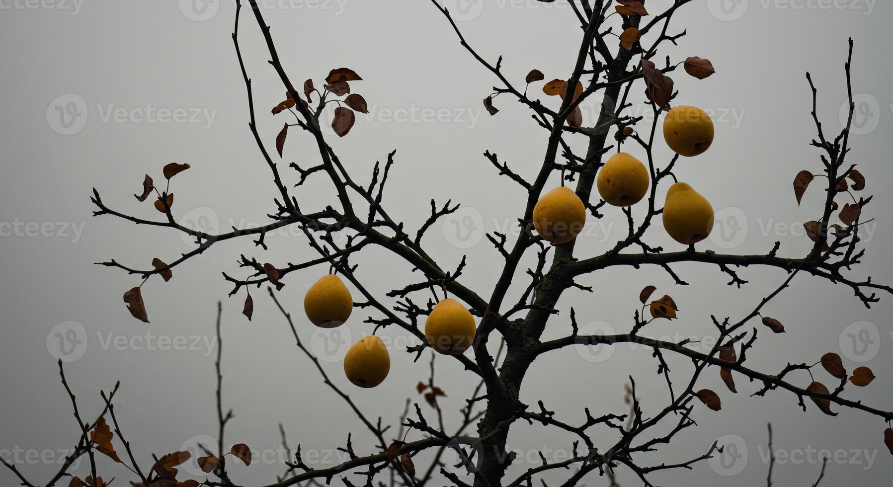 Silhouette of a fruit tree with yellow pears against a cloudy overcast sky photo