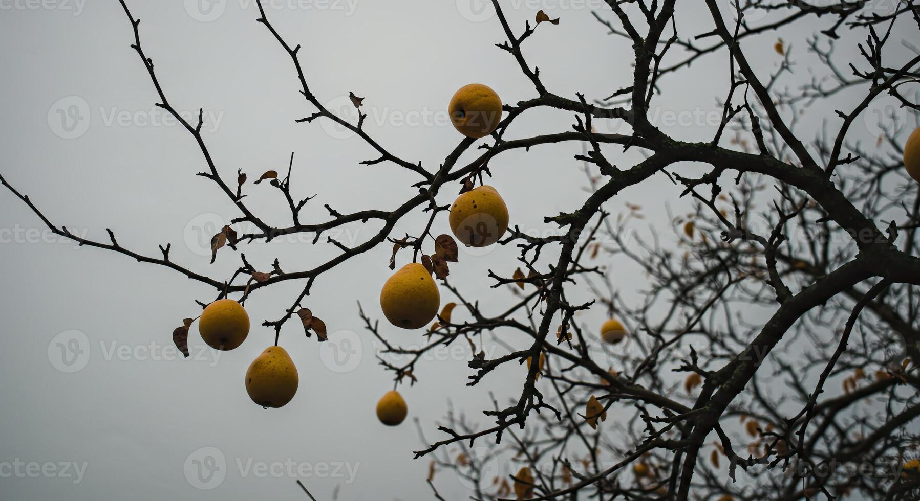 Silhouetted branches of a tree bearing yellow fruits against a cloudy sky background photo
