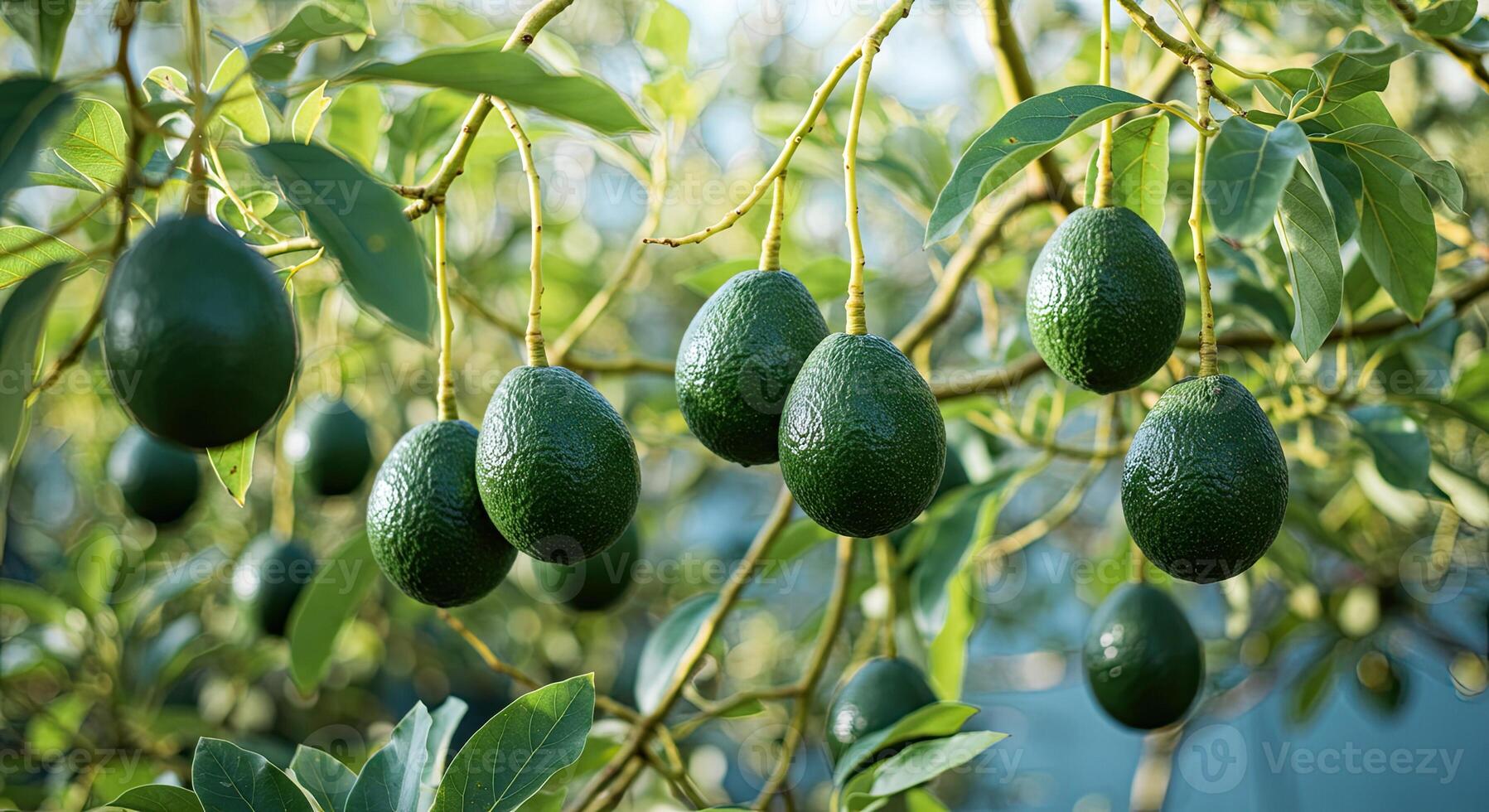 Close-up of ripe avocados hanging from branches of a tree, natural sunlight. photo