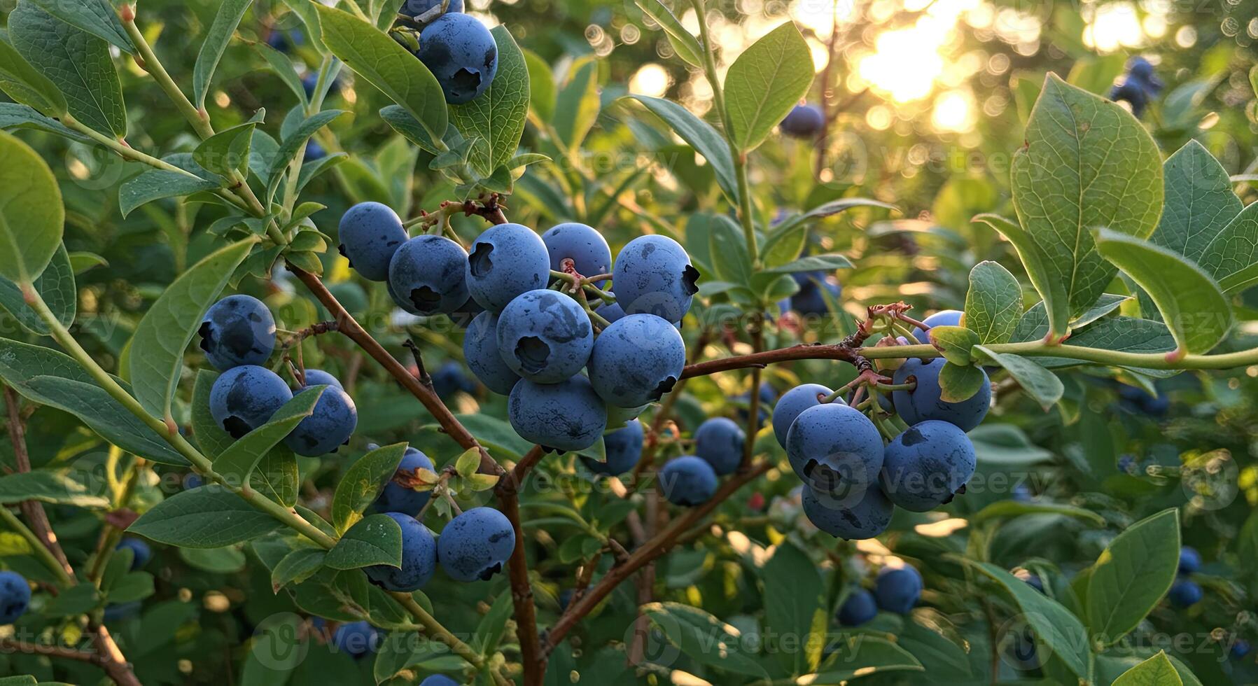 Close-up of ripe blueberries growing on a bush with green leaves in the sunlight photo