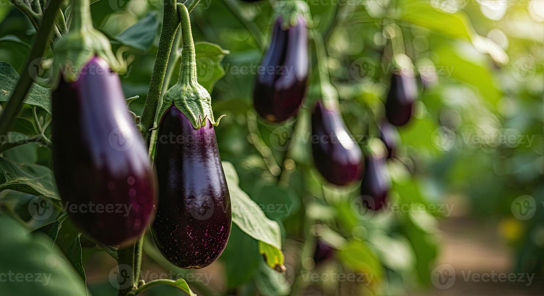 Close-up of ripe eggplants growing on a plant with lush green foliage in a garden photo