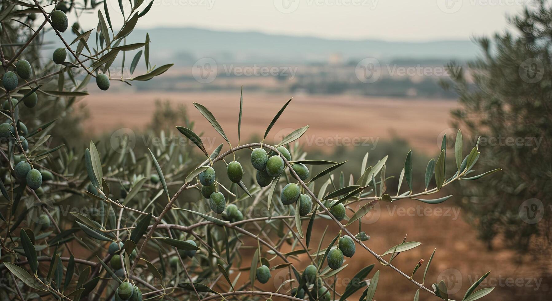 Olive tree branch with green olives in a field with a distant blurred background photo