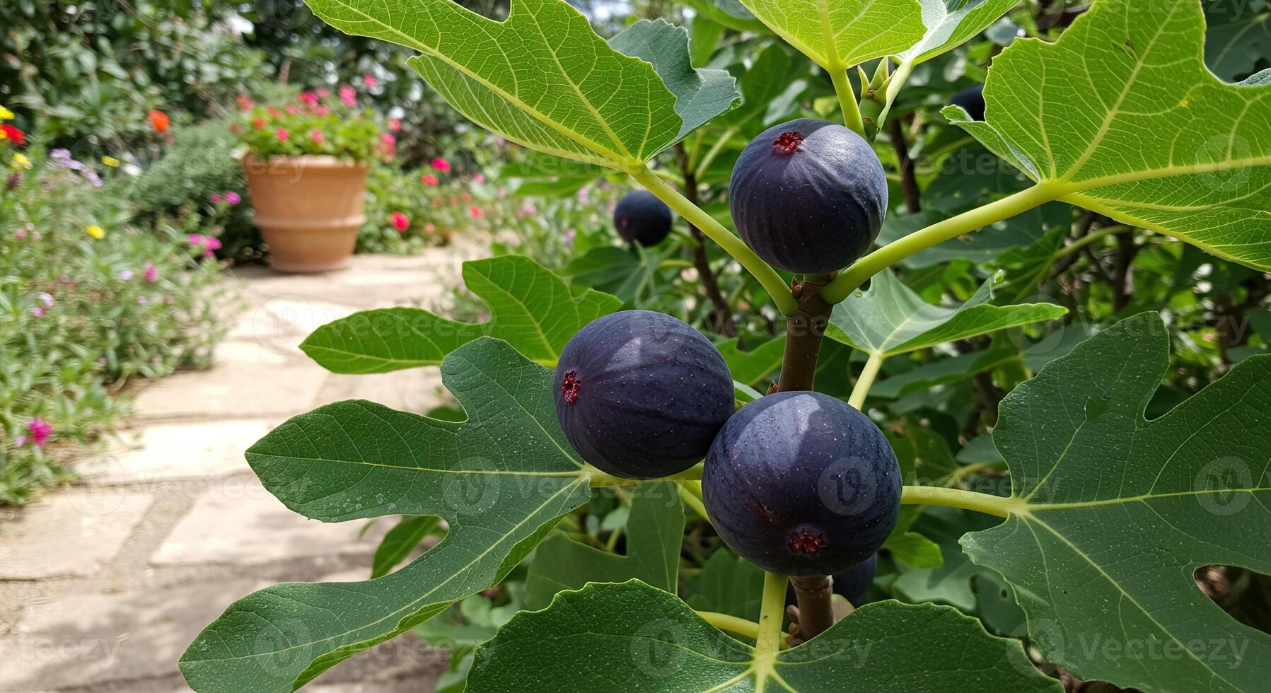 Close-up of ripe figs growing on a tree branch in a sunny garden setting photo