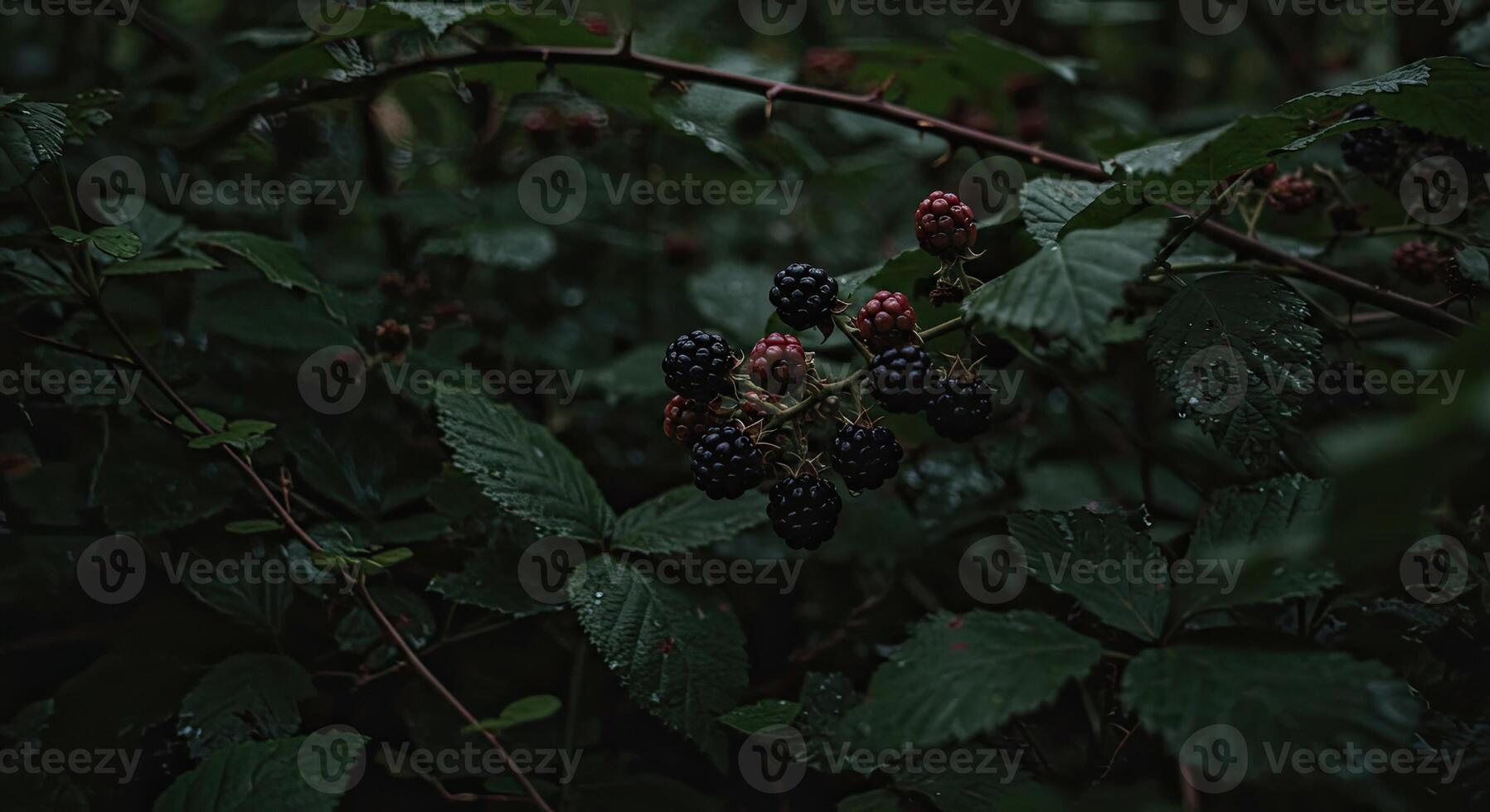 Close-up of ripe blackberries growing on a bush with lush green leaves photo