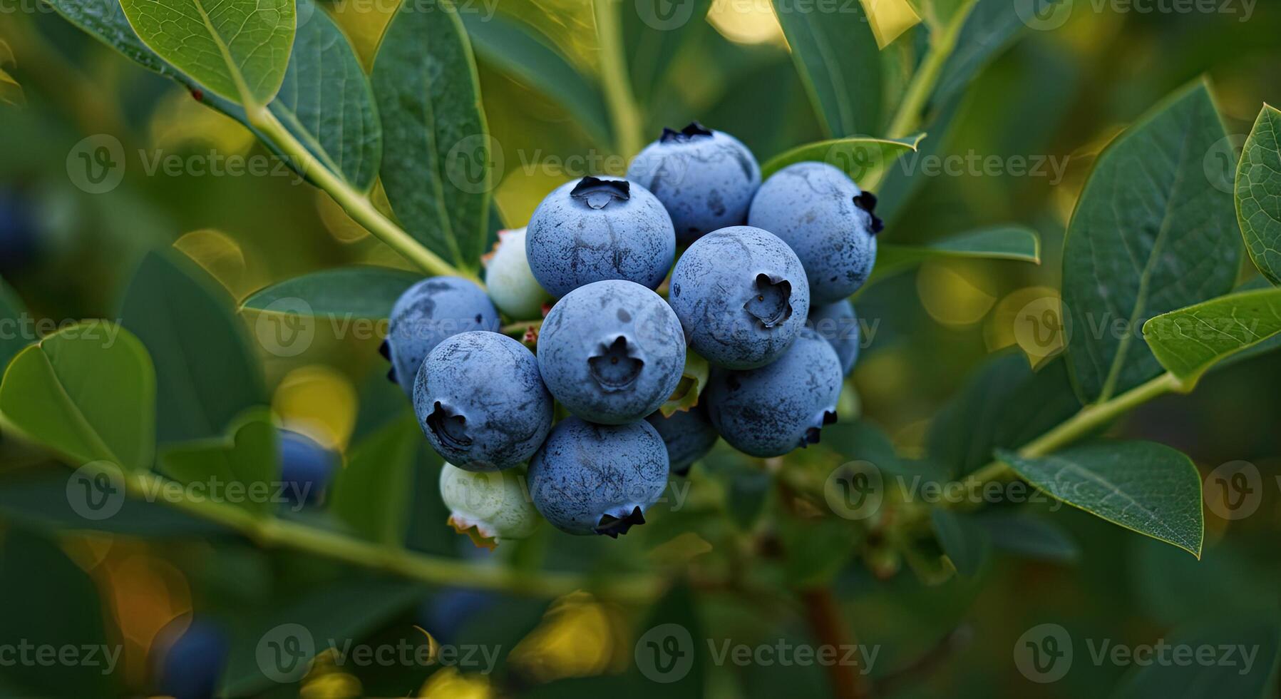 Close-up of ripe blueberries on a bush with green leaves, natural background bokeh photo