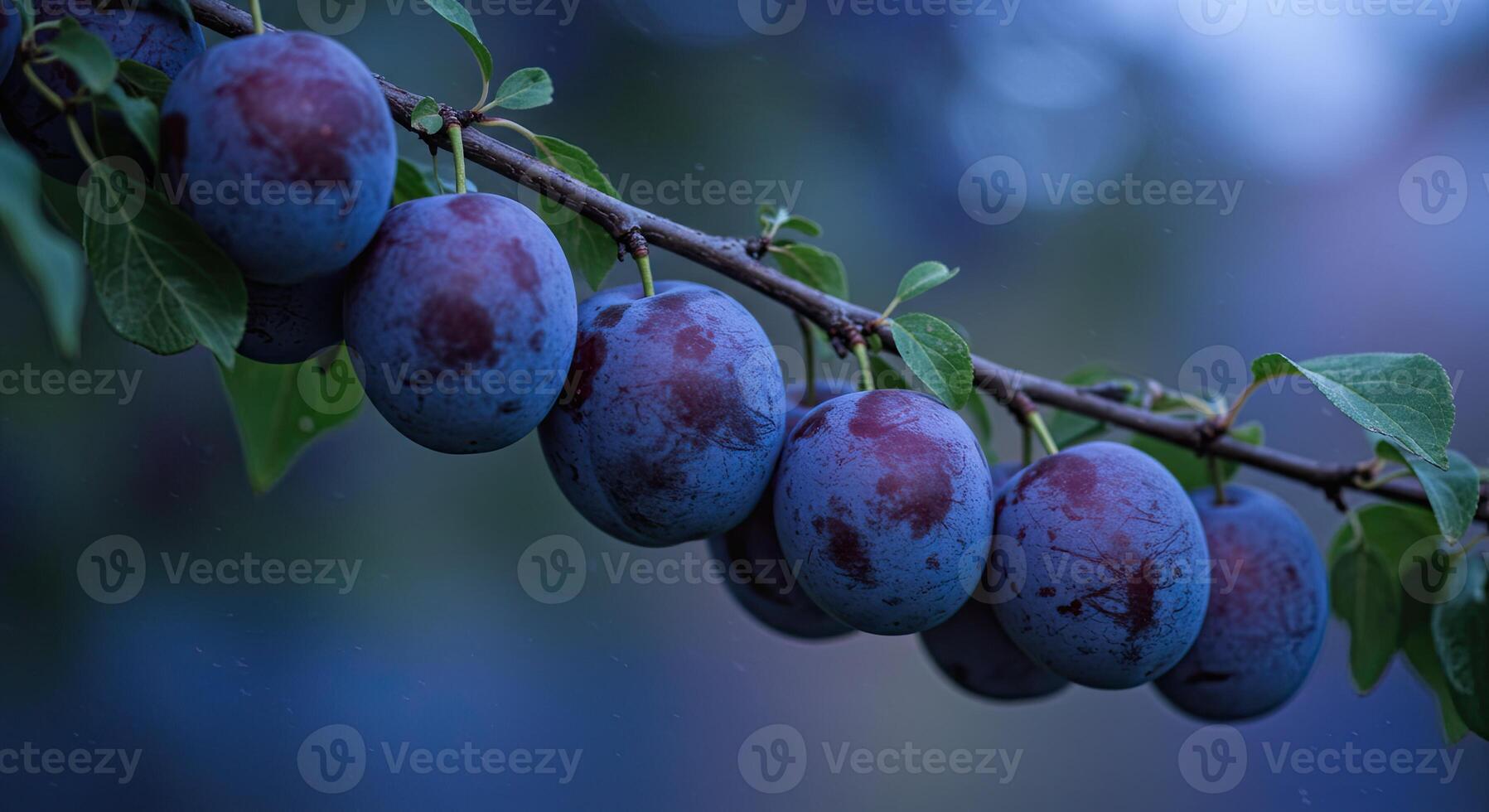 Close-up of ripe plums hanging from a tree branch against a blurred background photo