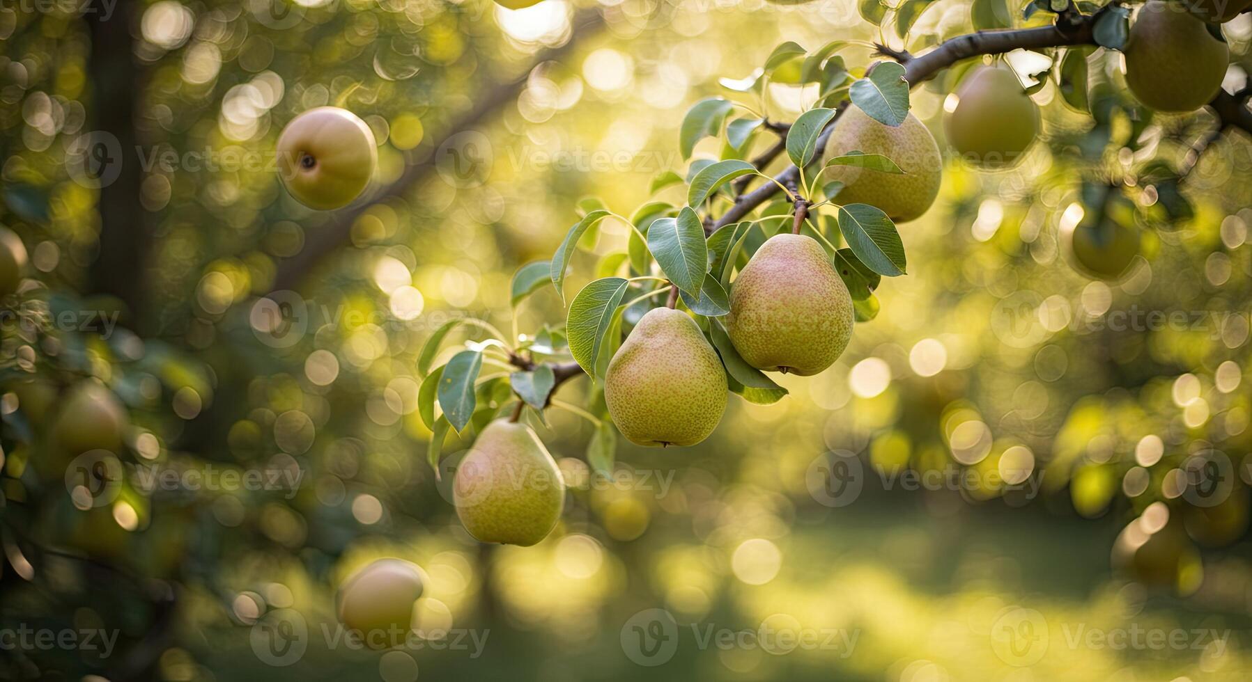Close-up shot of ripe pears hanging on a tree branch with blurred background photo