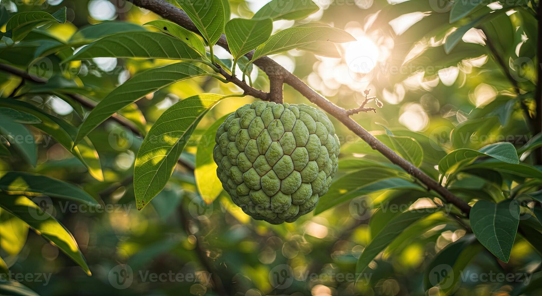 Close-up view of a ripe sugar apple fruit hanging on a tree branch with sunlight photo
