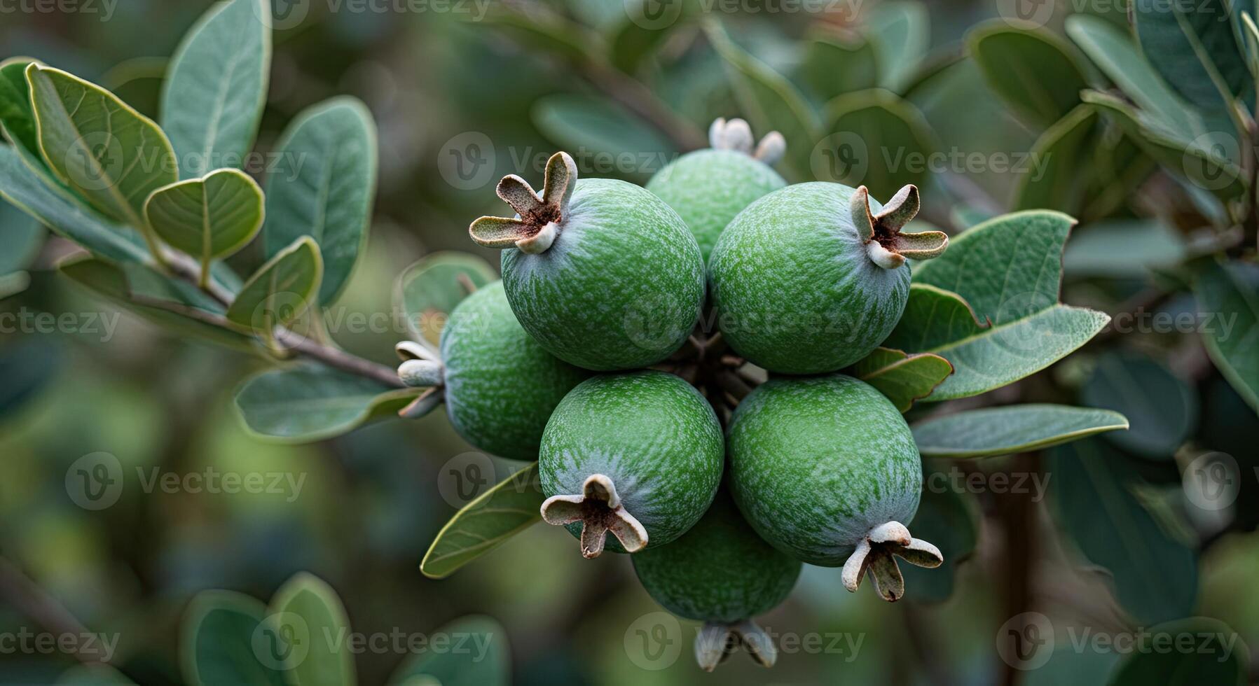 Close-up view of a cluster of green feijoa fruits growing on a branch outdoors photo