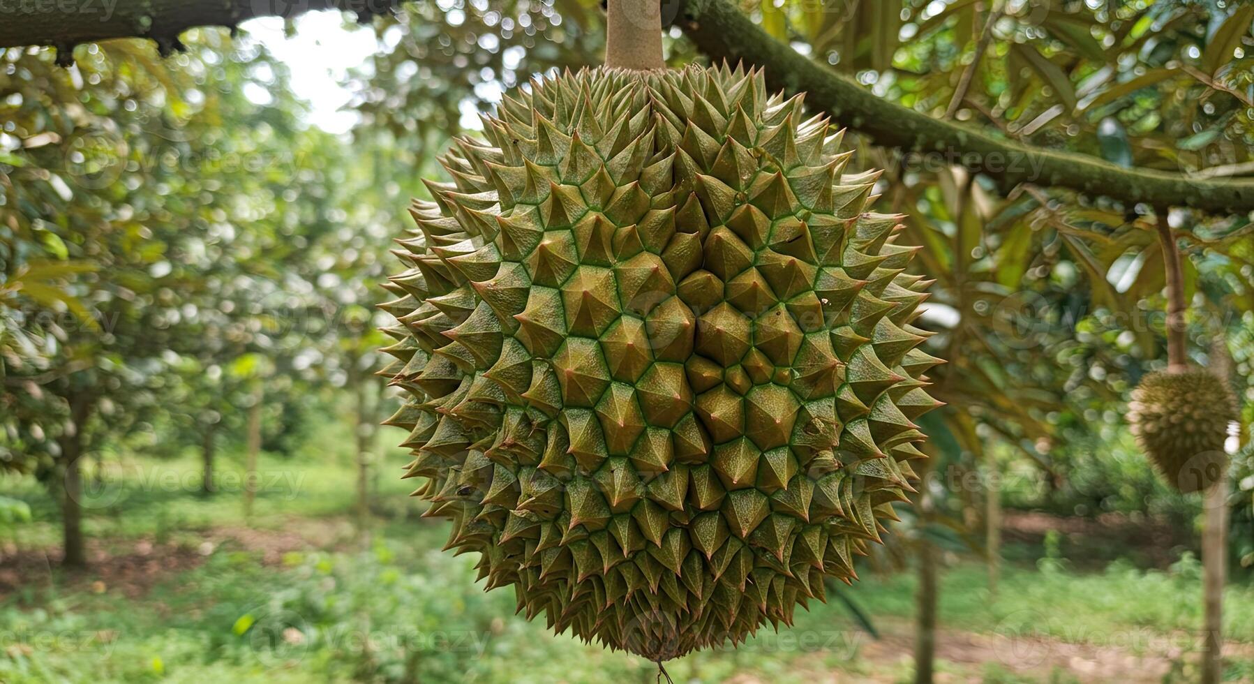 Close-up view of a spiky durian fruit hanging on a branch in a tropical orchard photo