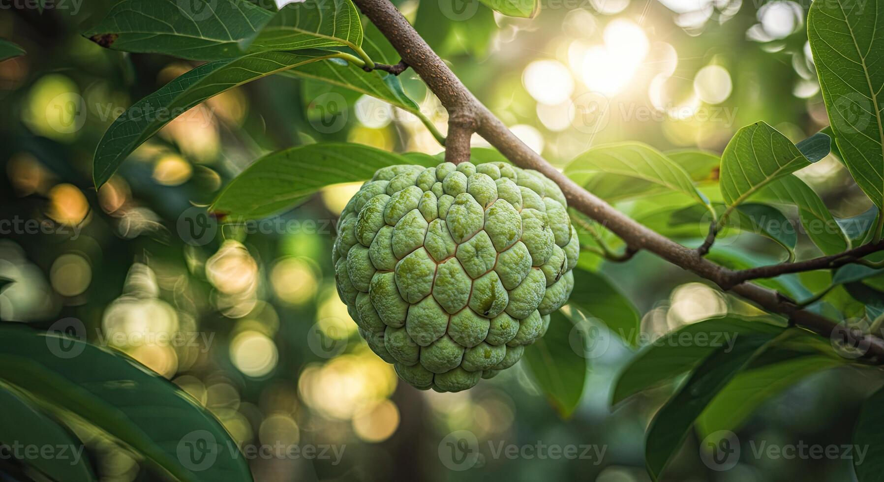 Close-up view of a vibrant green custard apple fruit hanging on a tree branch photo