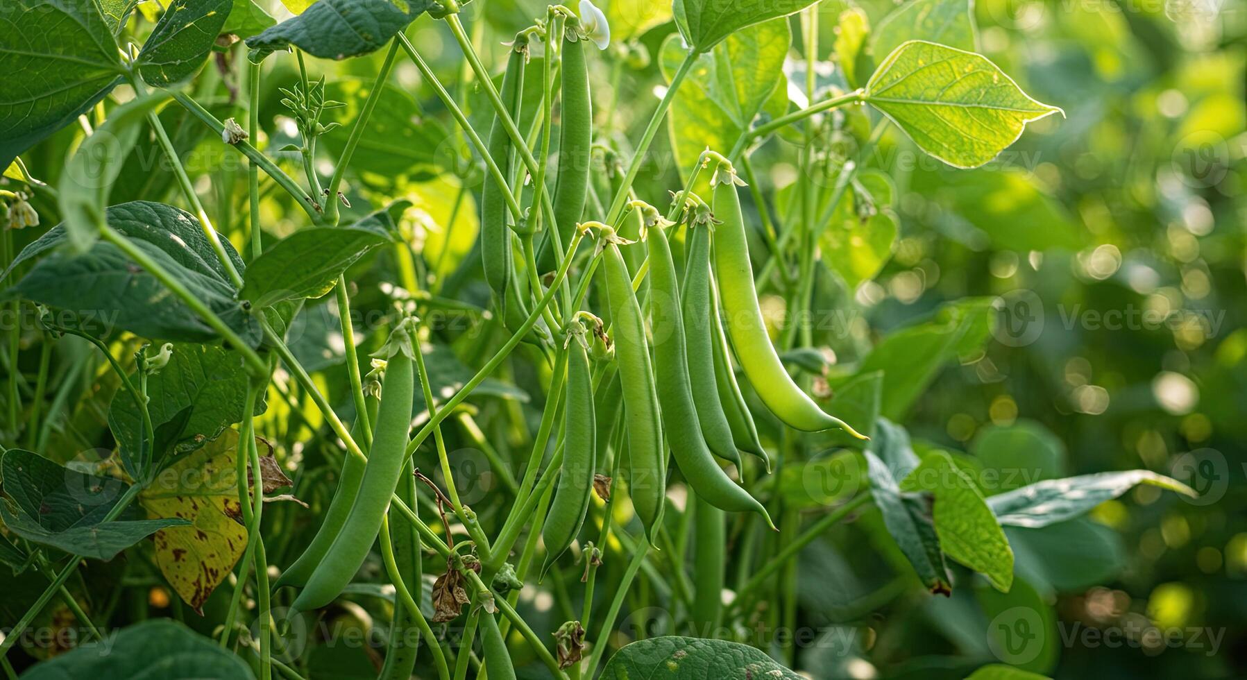 Close-up view of green bean plants growing in a garden under natural sunlight photo