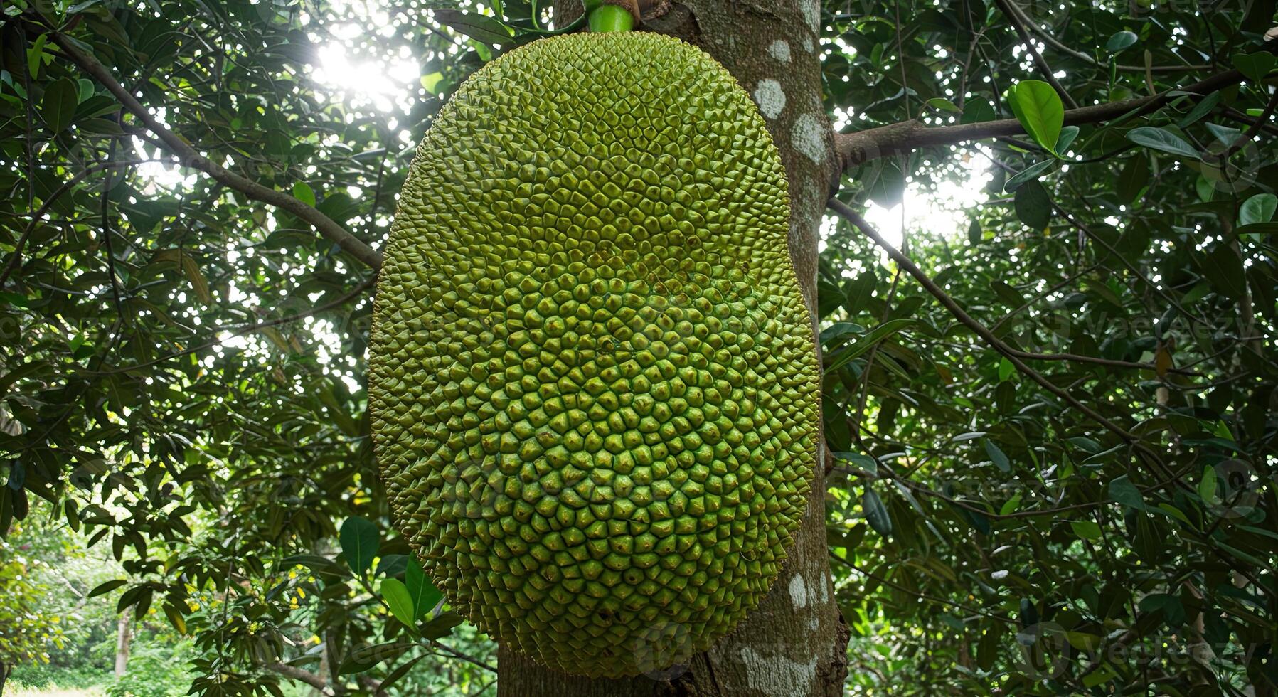 Close-up view of a large, textured jackfruit fruit hanging from a tropical tree photo
