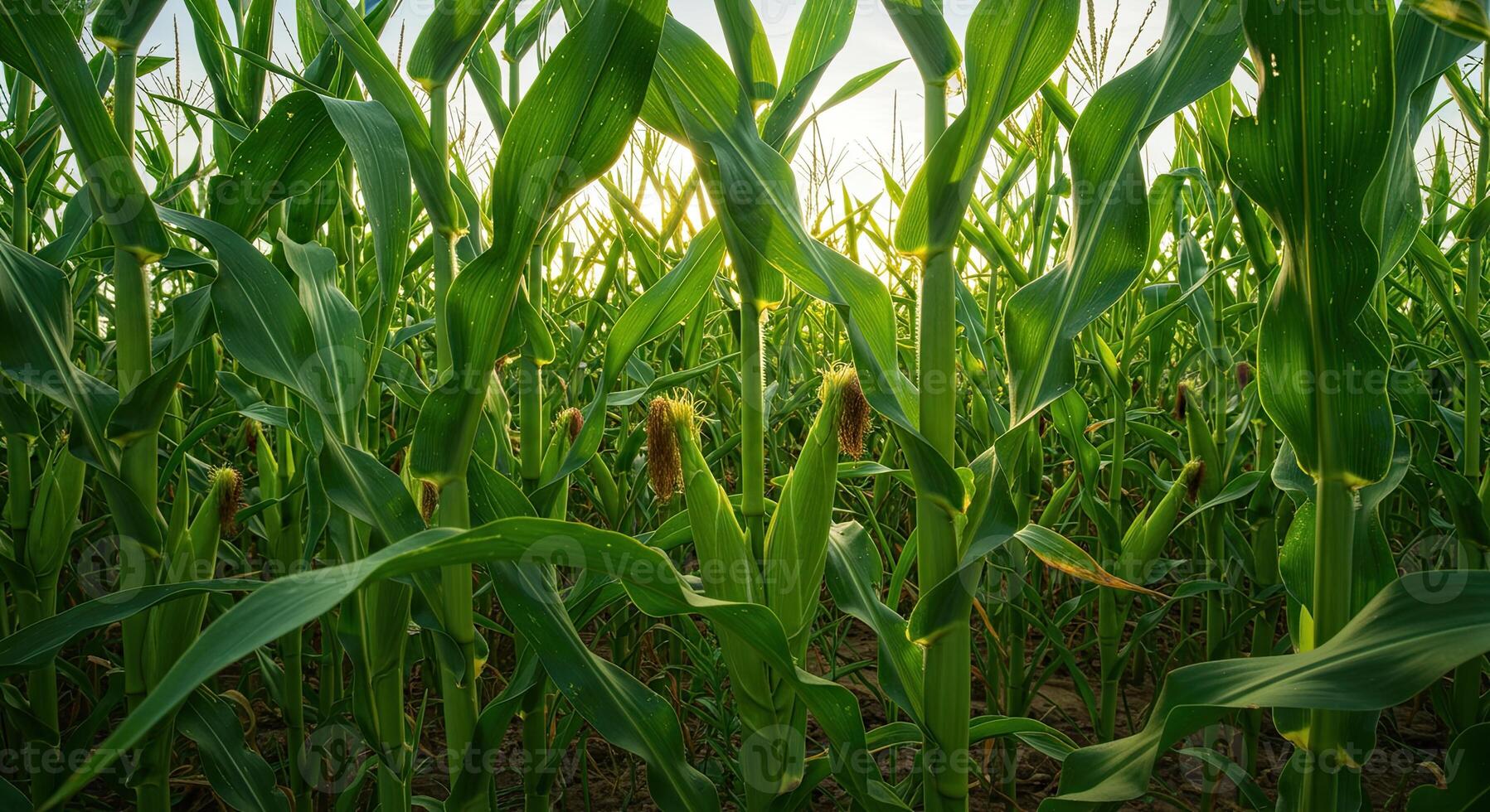 Close-up view of a vibrant green cornfield with sunlight filtering through the leaves photo