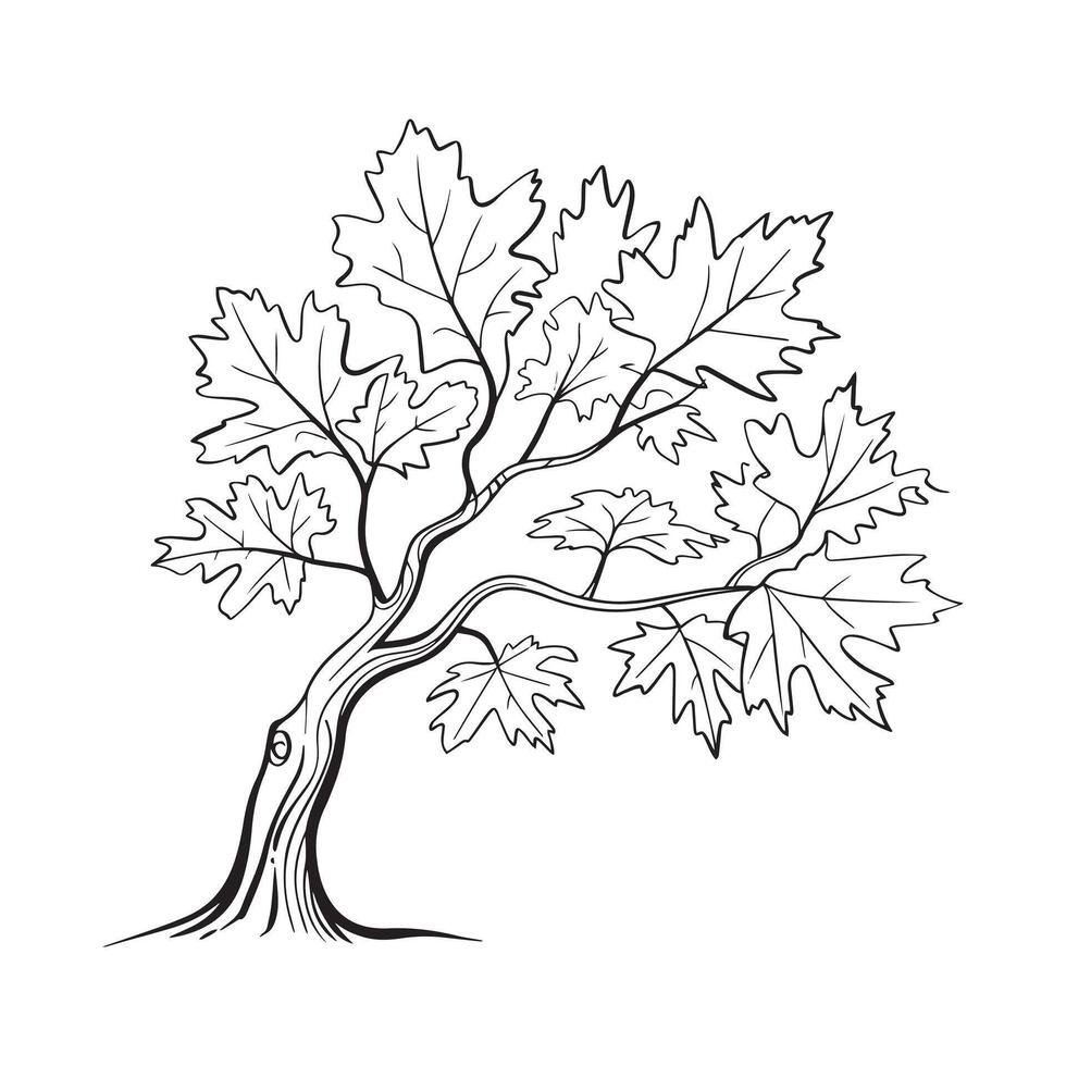 Maple Tree Line Art Illustration, Hand-Drawn Botanical Tree with Leaves vector