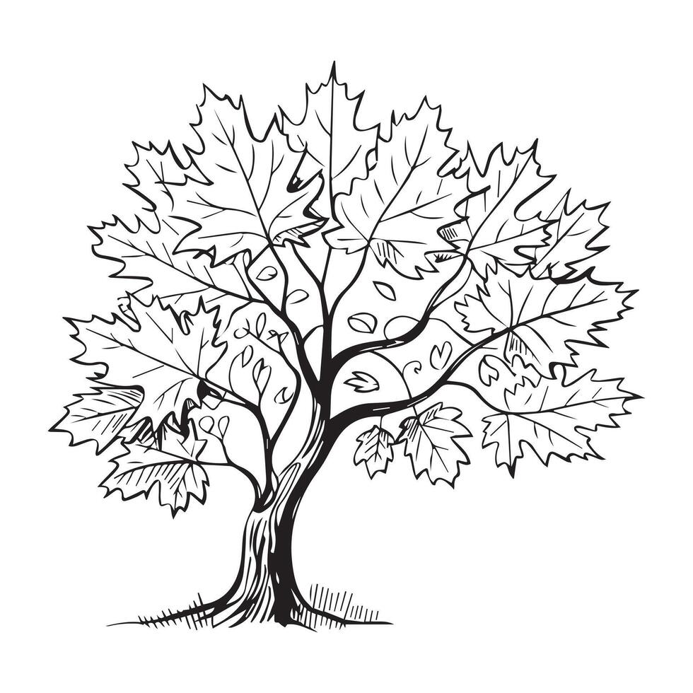 Maple Tree Line Art Illustration, Hand-Drawn Maple Tree with Leaves vector