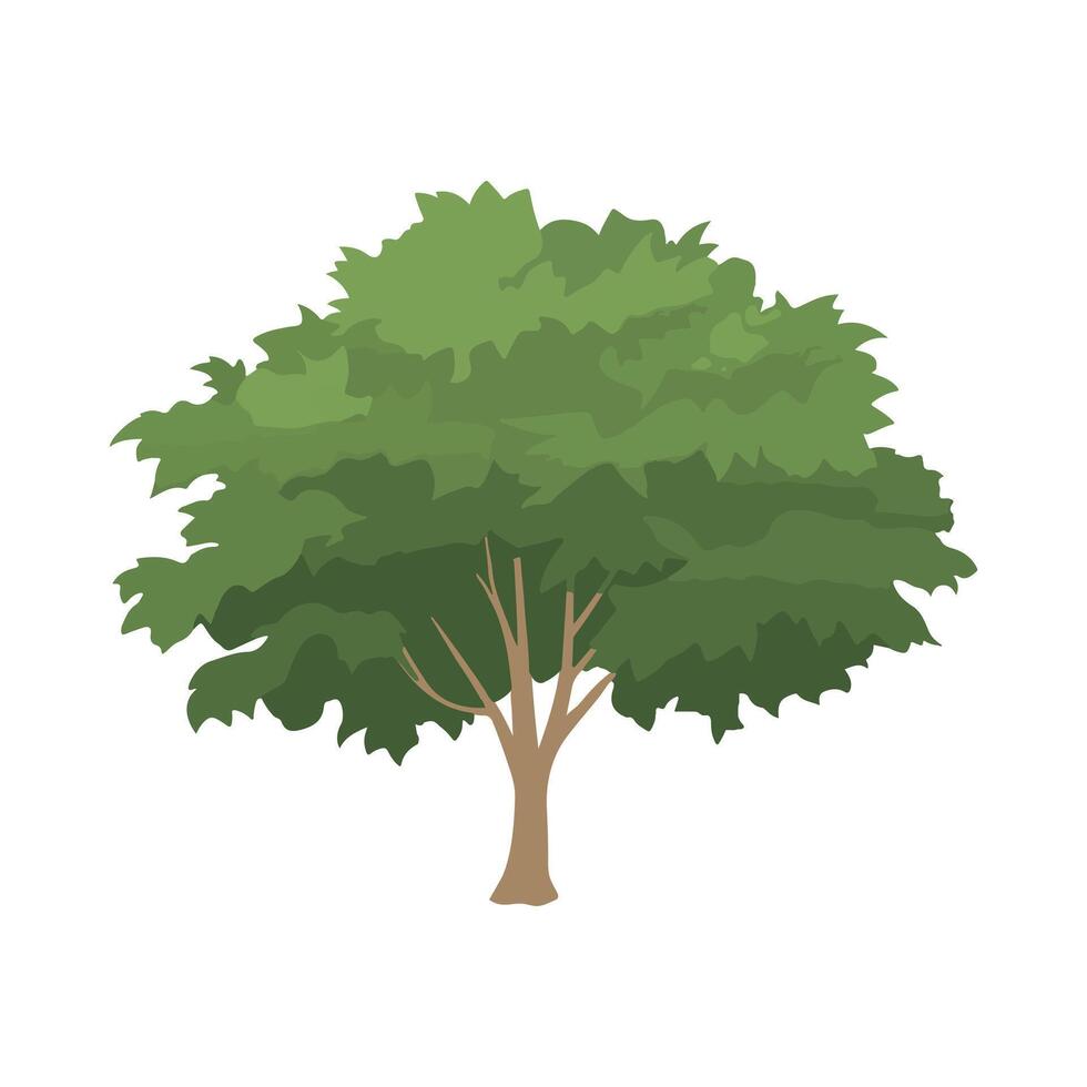 Illustration of a Lush Green Tree with Rounded Canopy and Brown Trunk on White Background, Maple Tree vector
