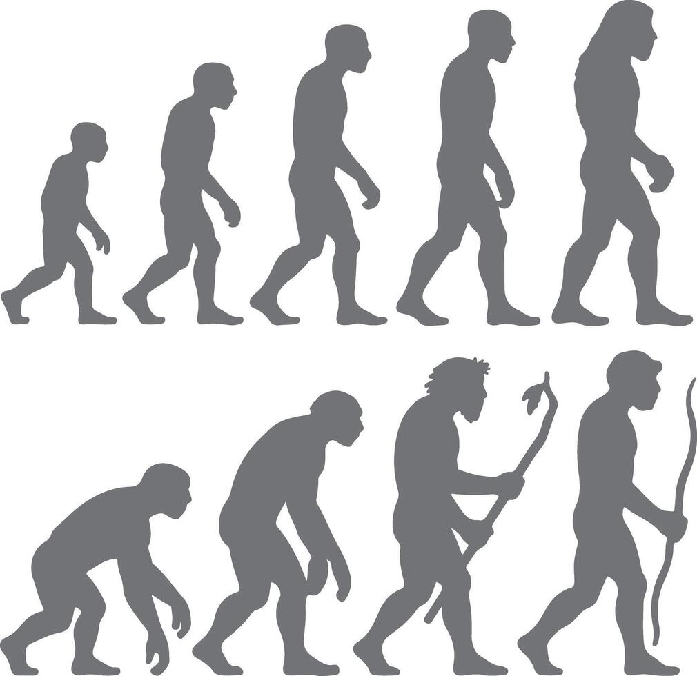 Gray Scale Human Evolution Silhouettes Progression Ape to Modern Man Walking Stages Anthropology Prehistoric History vector