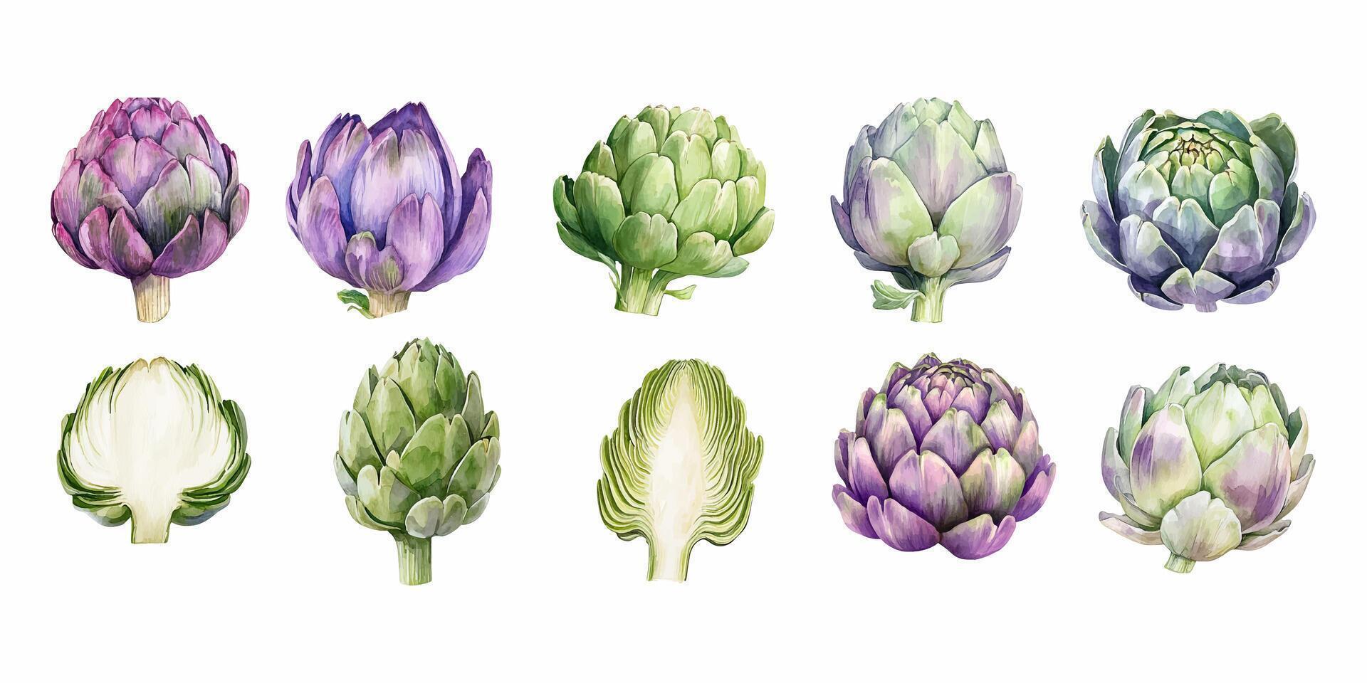 Various artichokes in watercolor style vector