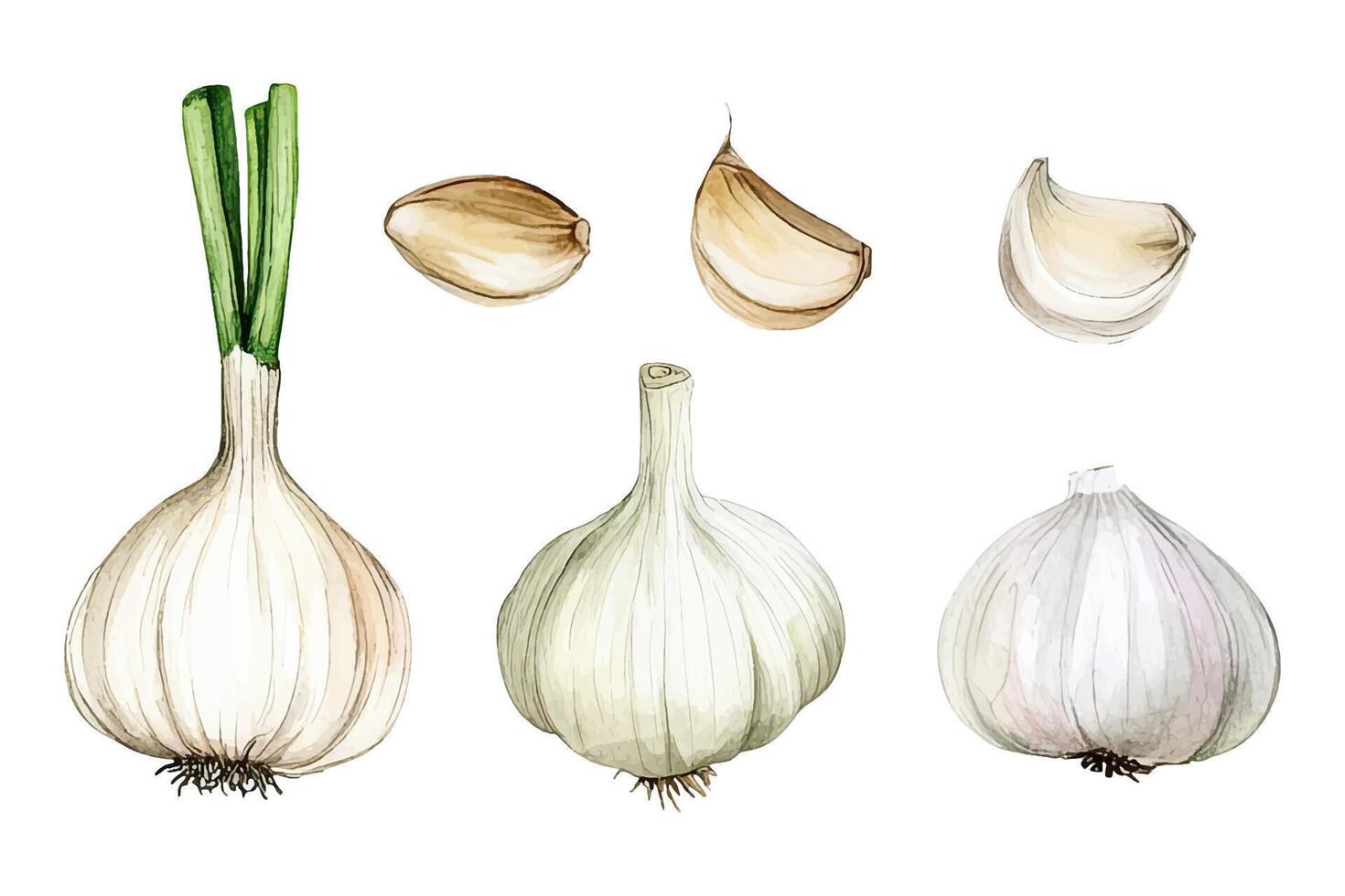 Illustration of different garlic types vector