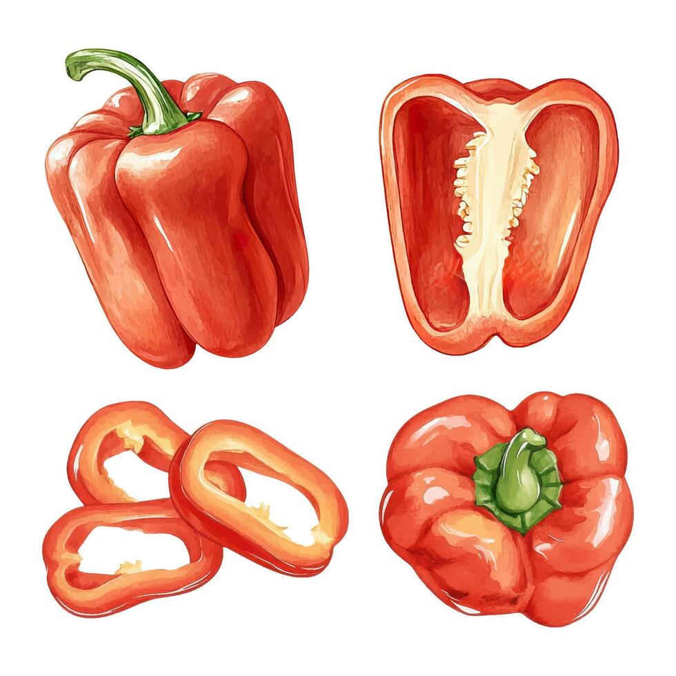 Red bell peppers in various forms vector