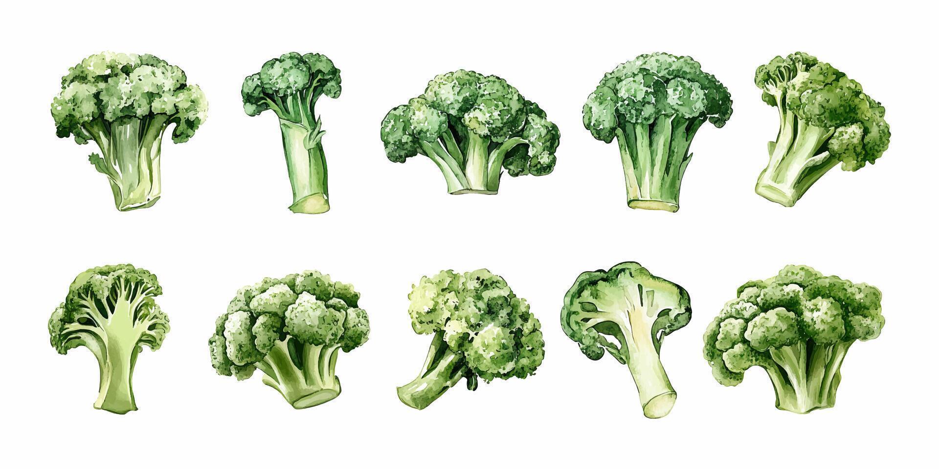 Various broccoli illustrations vector