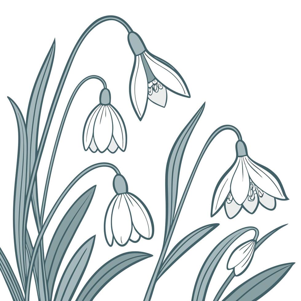 Delicate snowdrop flowers in a stylized botanical illustration vector