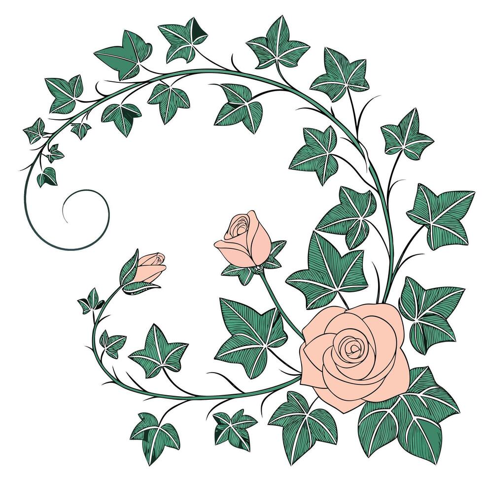 Elegant pink roses and green ivy vine flourish design vector