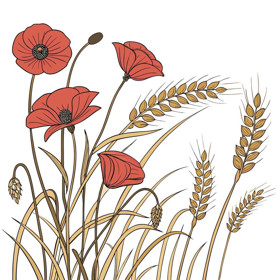 Delicate red poppies bloom amongst golden wheat stalks vector