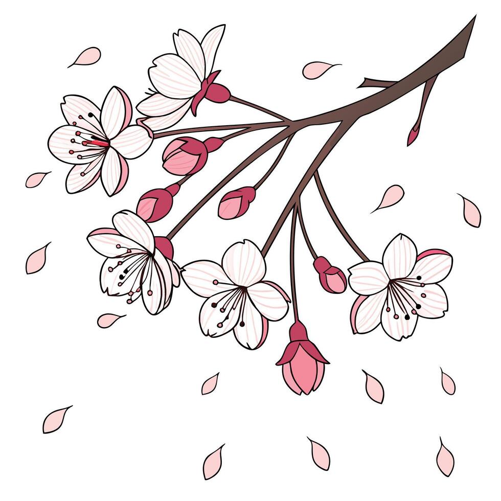 Delicate cherry blossoms and falling petals on a white background vector