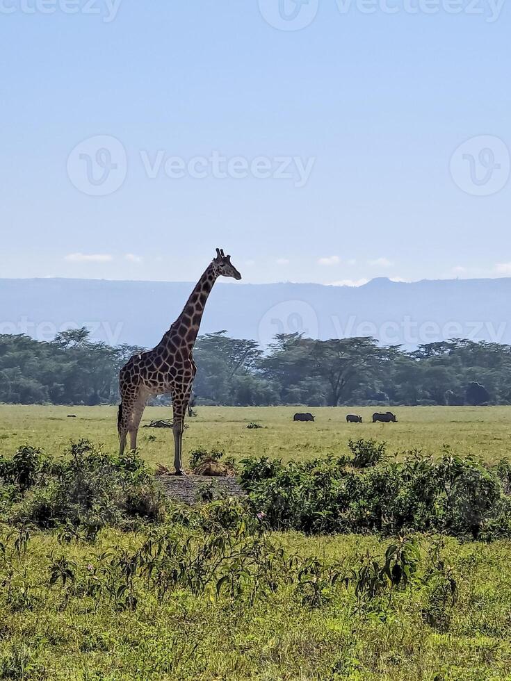 Giraffe standing in Kenya savanna with rhinos grazing in background photo