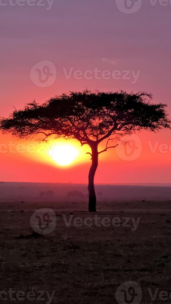 Umbrella thorn acacia tree at sunset in the Masai Mara National Reserve, Kenya photo