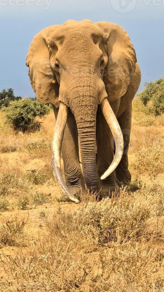 Majestic elephant walking in the african savannah during a safari in Kenya photo