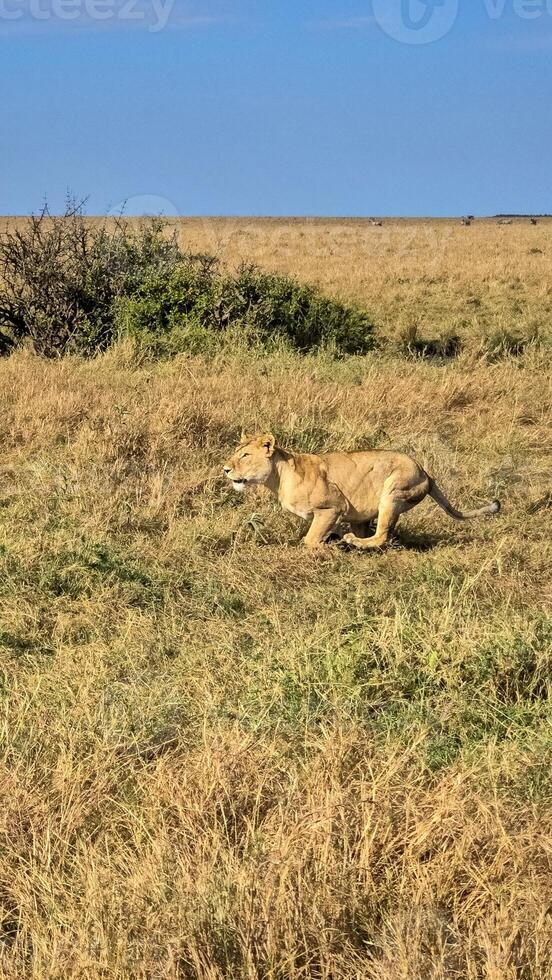 Lioness running in the savannah in Kenya during a safari photo