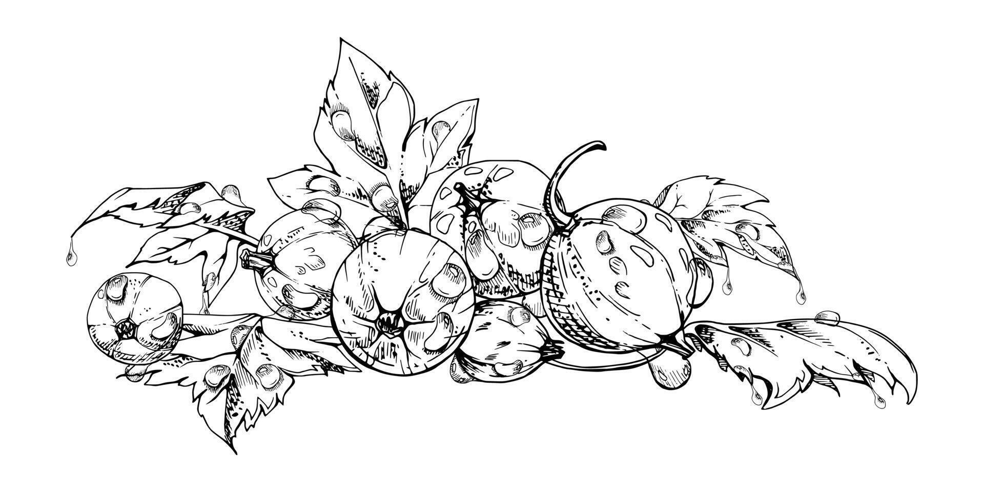 Currant gooseberry leaves heap bunch, ripe garden berry huckleberry juneberry casseille jostaberry. Isolated botanical illustration, ink hand drawn. Cookbook art, food craft packaging, grocery vector
