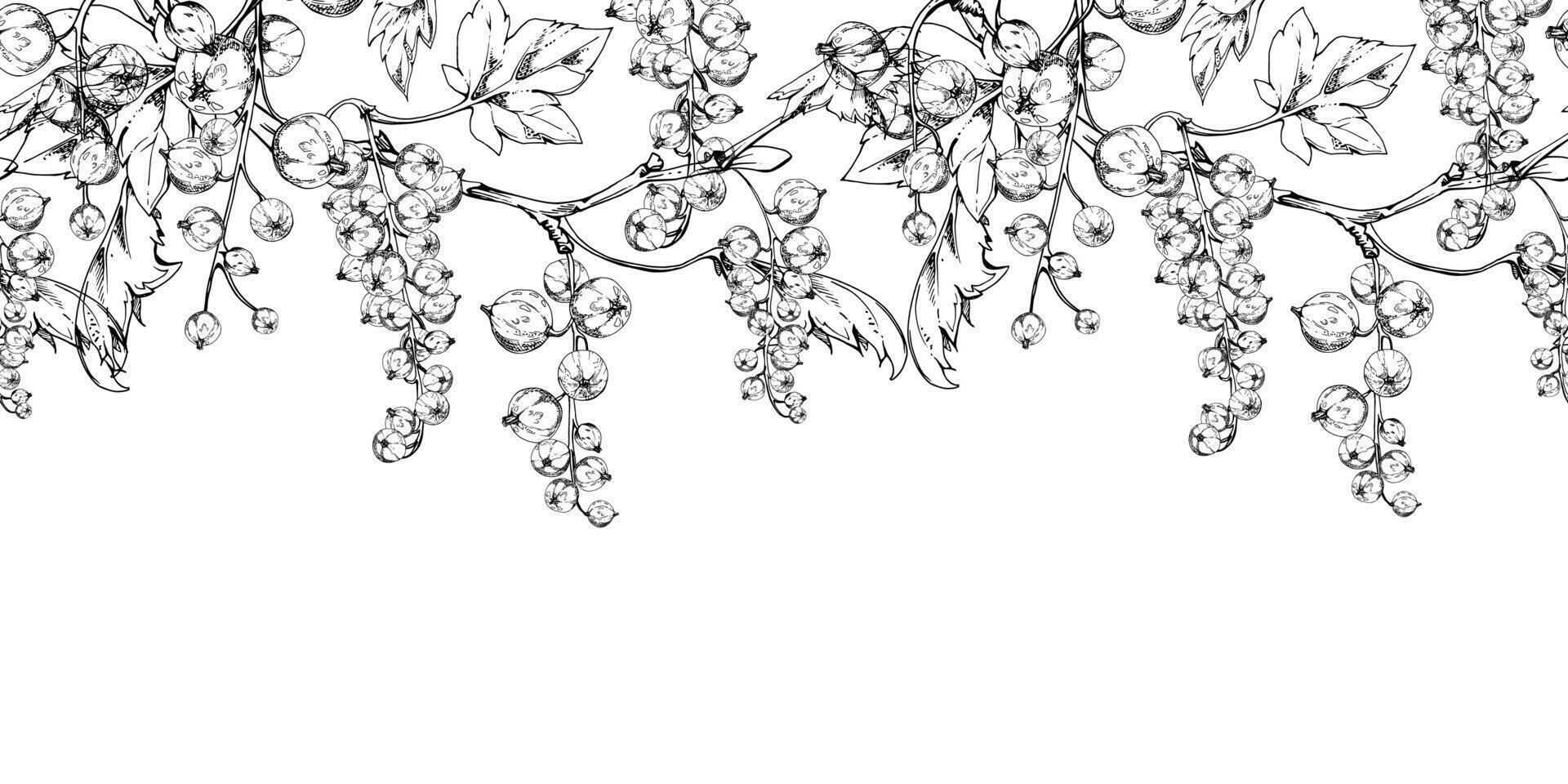 Currant gooseberry clusters with leaves on branch, ripe berry casseille jostaberry juneberry, hand drawn in ink. Isolated seamless banner border. Dessert menu, eco farmers market, gardening vector