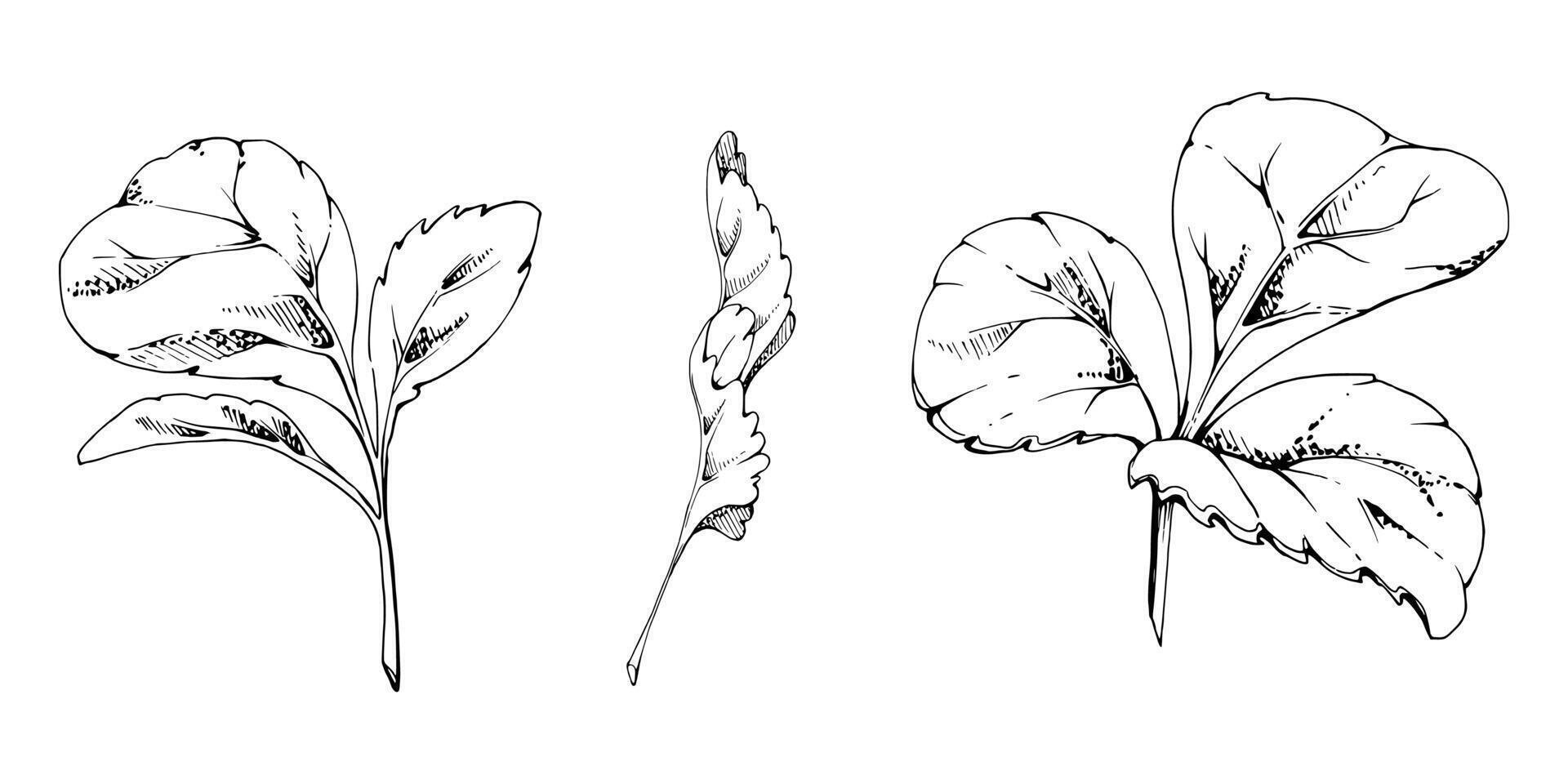 Green trefoil leaf. Flower bush tree hand drawn in ink, Strawberry damson wayfaring burnet parsley blackberry. Isolated botanical illustration. Wedding, florist shop, scrapbooking, cosmetics vector