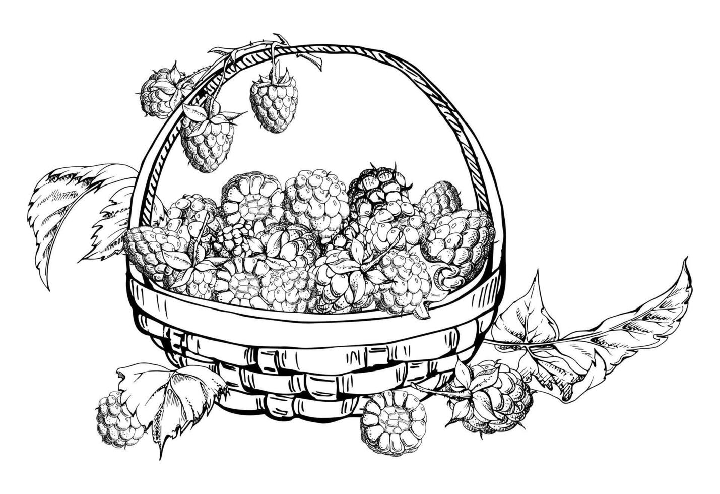 Raspberry in weaved basket on stalks with leaves, ripe picked garden berry harvest, hand drawn in ink dewberry cloudberry mulberry. Isolated illustration. Farmers market grocery home preserves vector