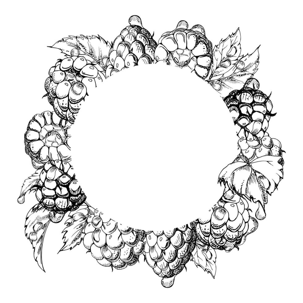 Raspberry berries leaves wreath in water splash, dew drops hand drawn in ink. Ripe garden dewberry cloudberry mulberry loganberry. Isolated circle frame. Fresh grocery drinks, preserves recipes vector
