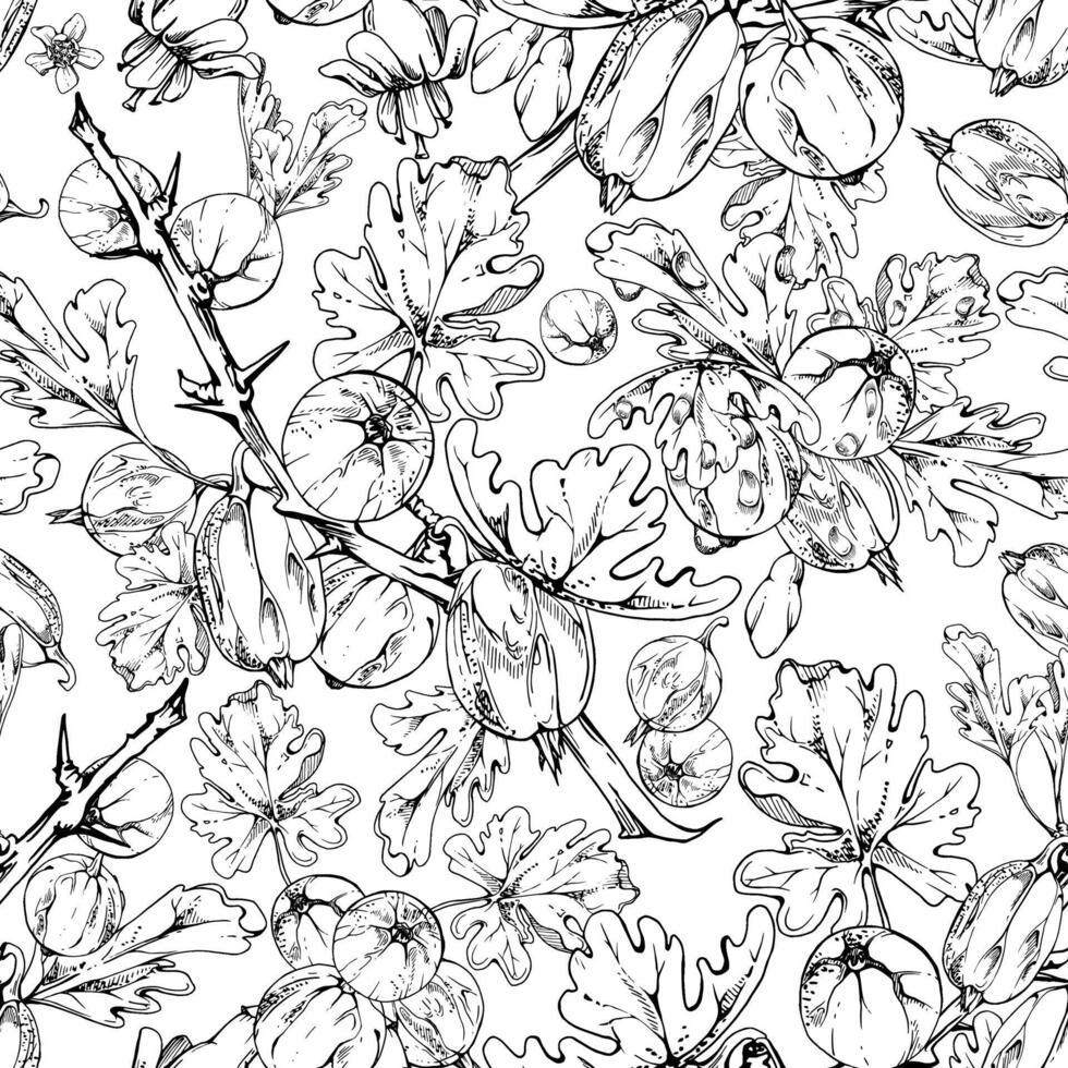 Gooseberry Currant with leaves flowers garden berry hanging on spiked thorny branches. Isolated seamless pattern tile hand drawn in ink. Craft drinks, grocery, background wallpaper, packaging vector
