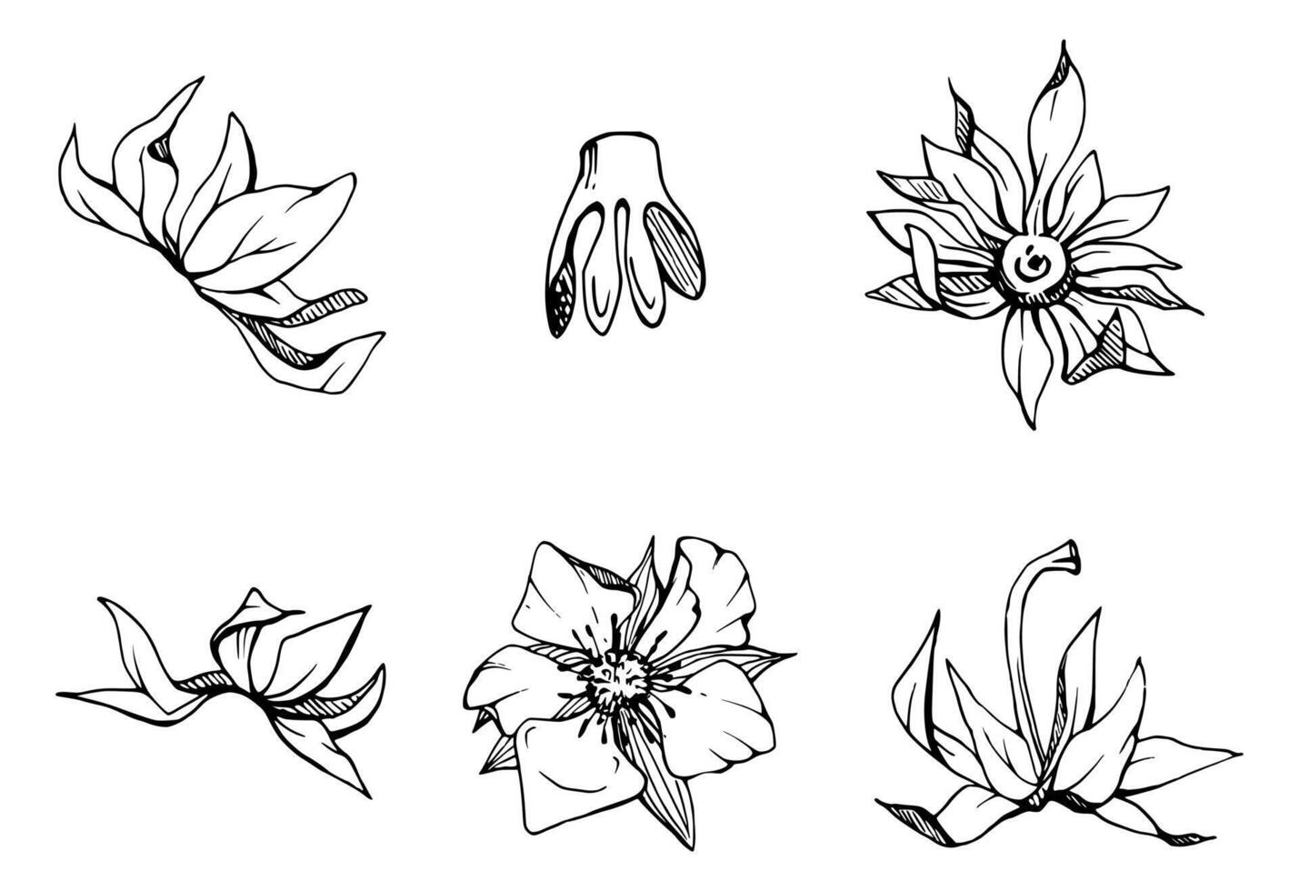 Strawberry fruit receptacle seed pod torus cluster petals leaves on stem, hand drawn in ink, forest cloudberry dewberry boysenberry mulberry loganberry. Botanical isolated element illustration vector