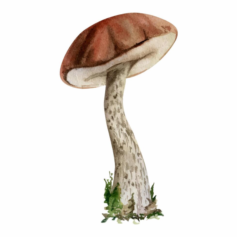 Birch bolete cep leccinum mushroom fungus, scaber stalk. Single element hand drawn in watercolor. Autumn forest harvest, vegan cooking edible raw ingredient. Book illustrations, calendar poster art vector