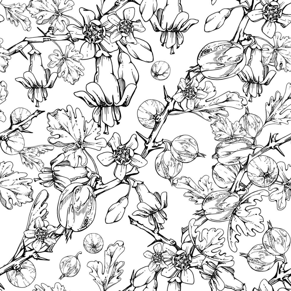 Gooseberry berries leaves flower buds on thorny branch, ripe garden juneberry casseille currant. Cut out seamless pattern hand drawn in ink. Home preserves cookbook, packaging, wrapping paper vector