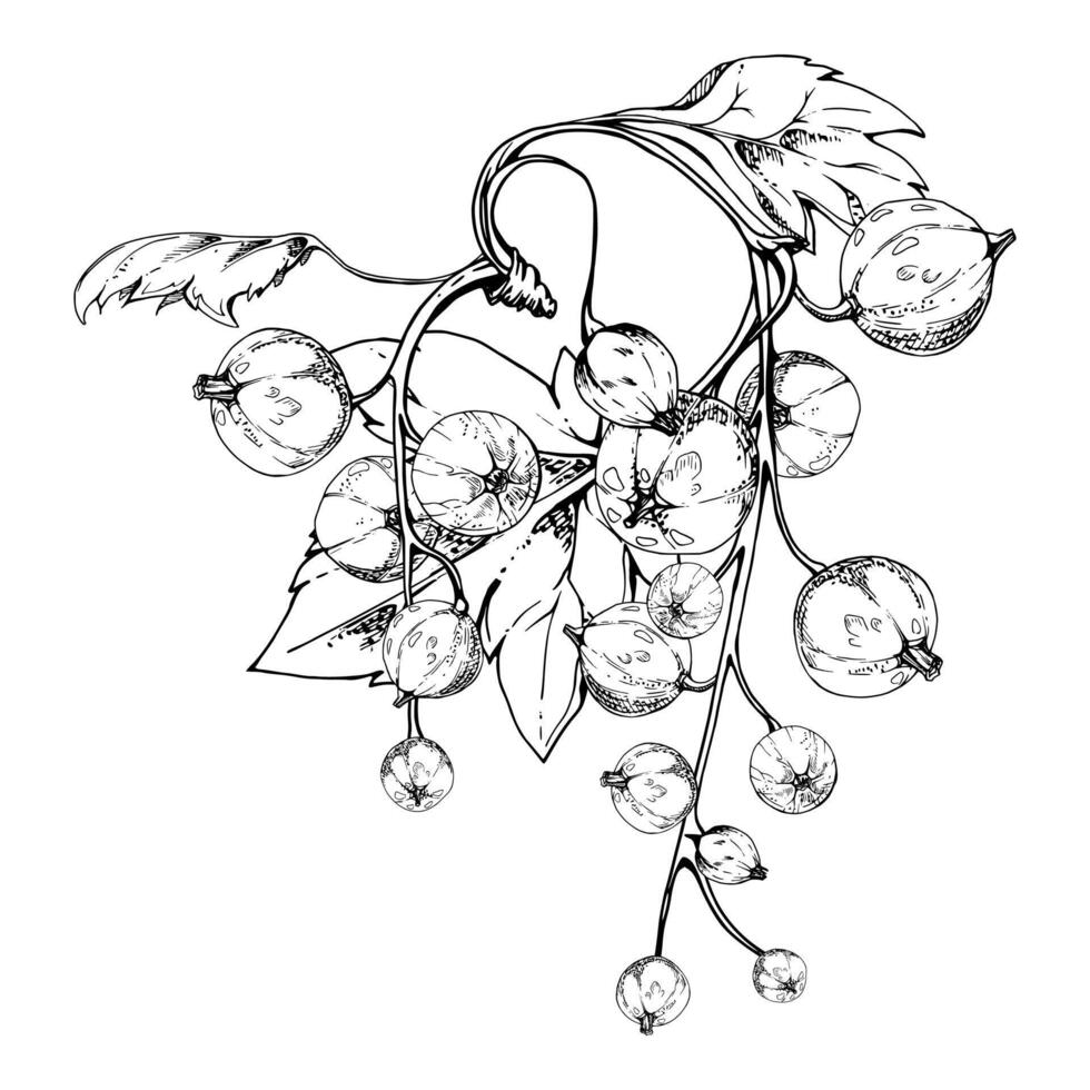 Currant gooseberry cluster bunch raceme with leaves, ripe garden berry casseille jostaberry juneberry, ink hand drawn. Isolated botanical illustration. Seasonal menu, herbal remedy craft teas vector