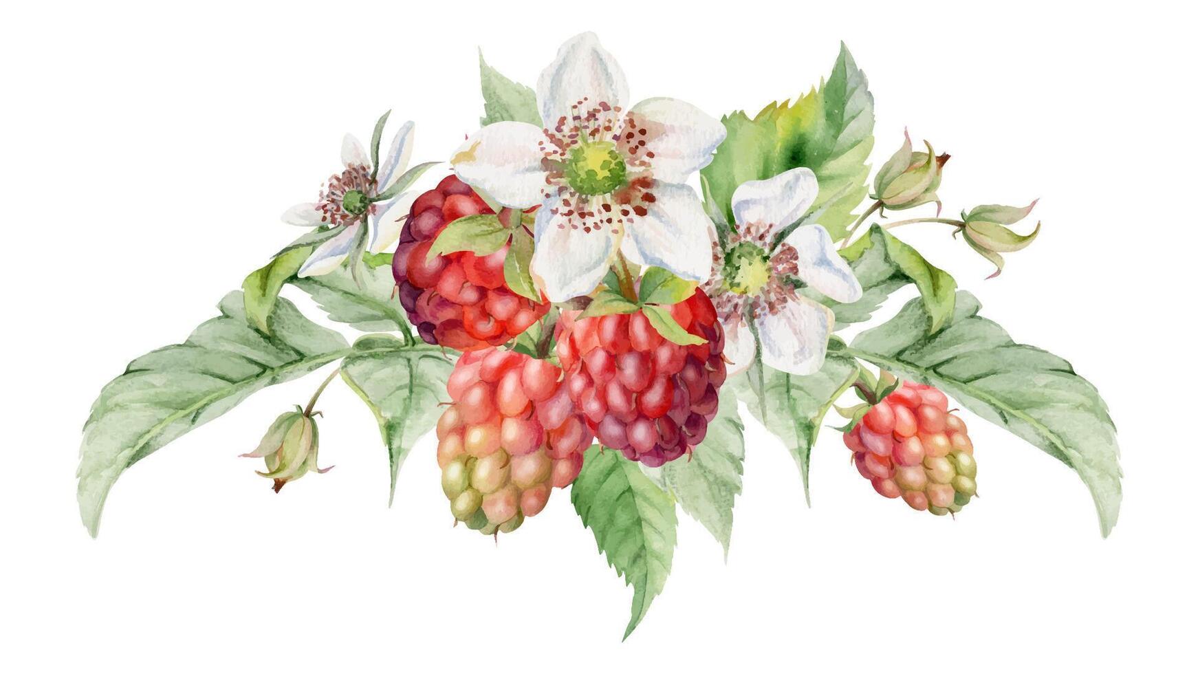 Raspberry berries, flower buds, leaves boutonniere bunch cluster group, hand drawn in watercolor, ripe forest garden dewberry. Isolated botanical illustration for dessert menu, wedding, farmers market vector
