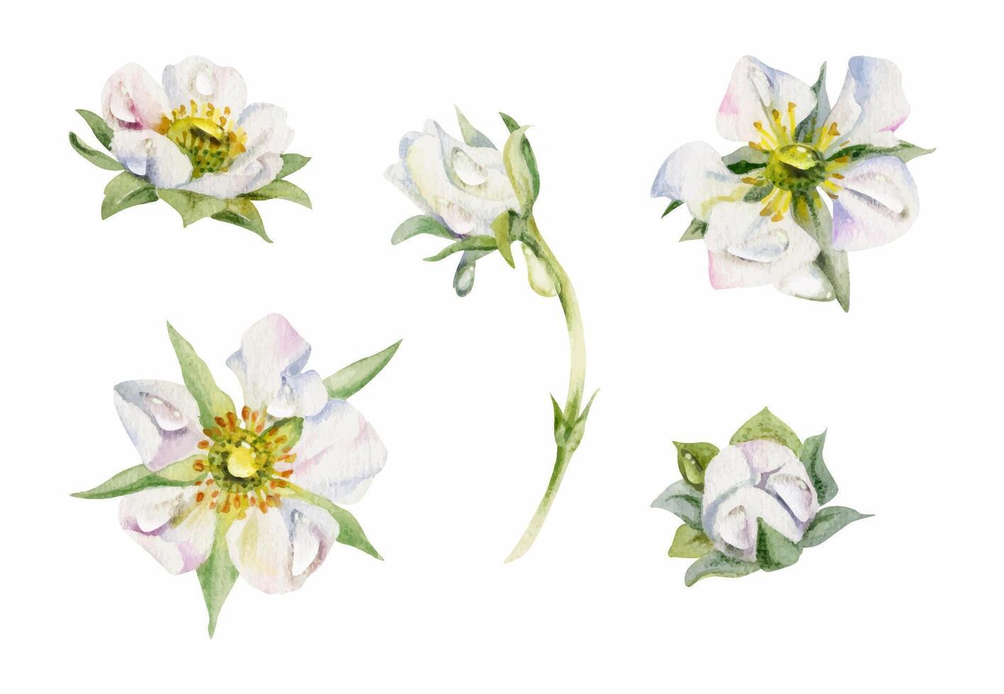 watercolor flower illustrations vector