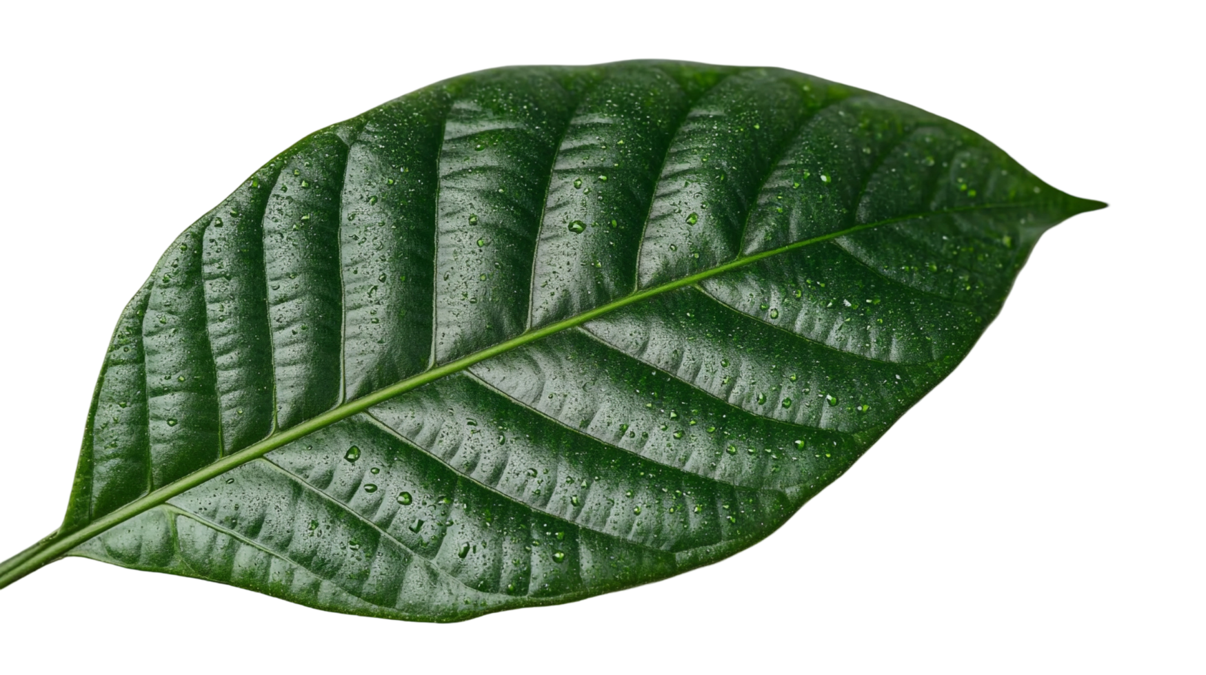 A large green leaf with water droplets on it png