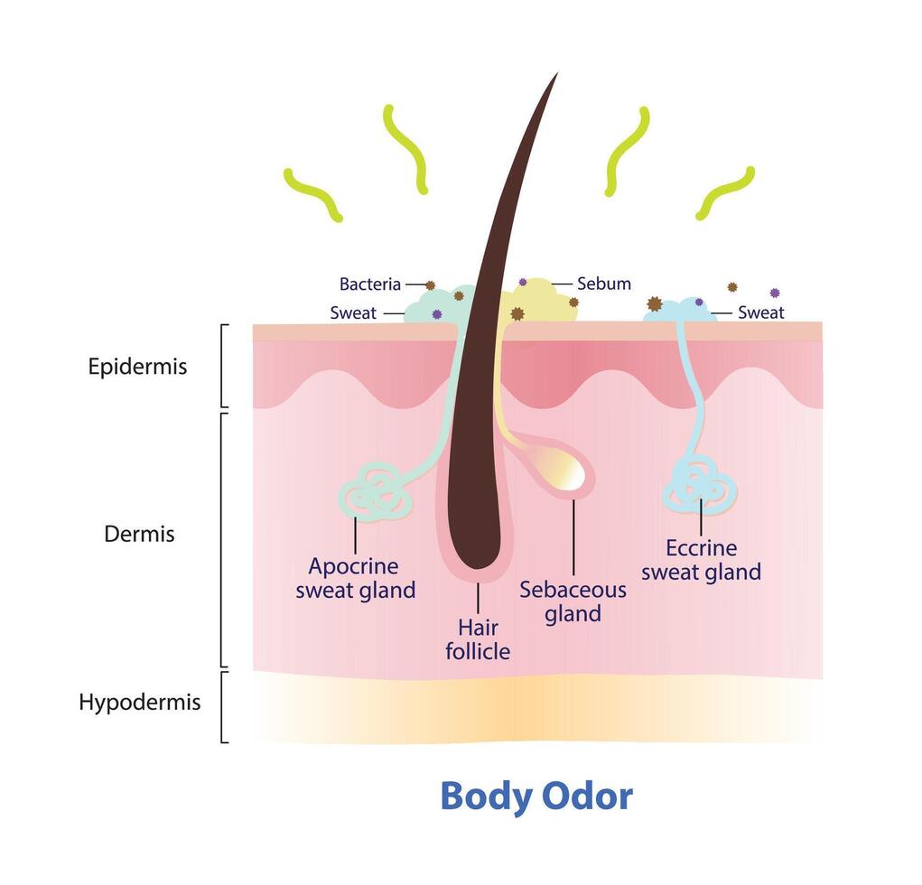 The mechanism of body odor illustration. The body odor is caused by a mix of bacteria and sweat on skin surface. Cross section of hair follicle, eccrine and apocrine sweat gland, produce body odor. vector